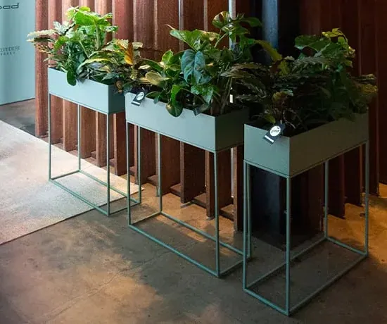 Deko plant.04 Ansicht 5